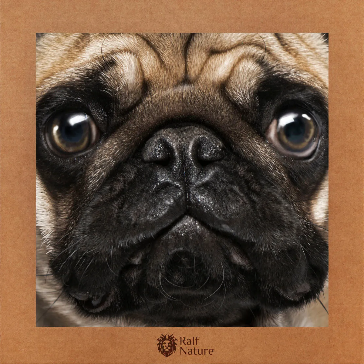 Carlino Pug T-Shirt